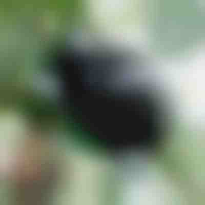 Коробка для розмноження здорових коренів (5 штук) | ROOTY