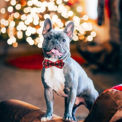 Ошийник для собак зі сніжинкою | DOGICOLLAR